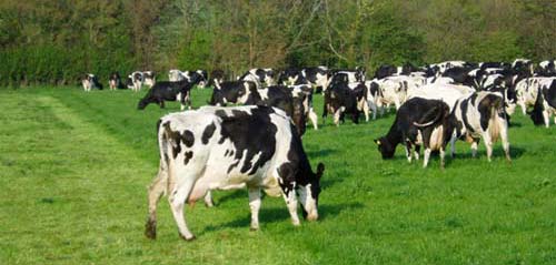 cows in field