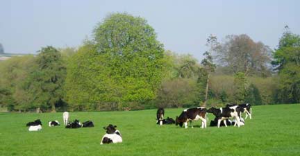 cows in field