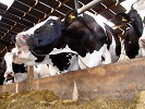 Dairy Manager